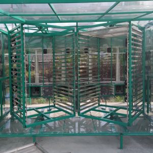 Sấy Tôm Cà Mau