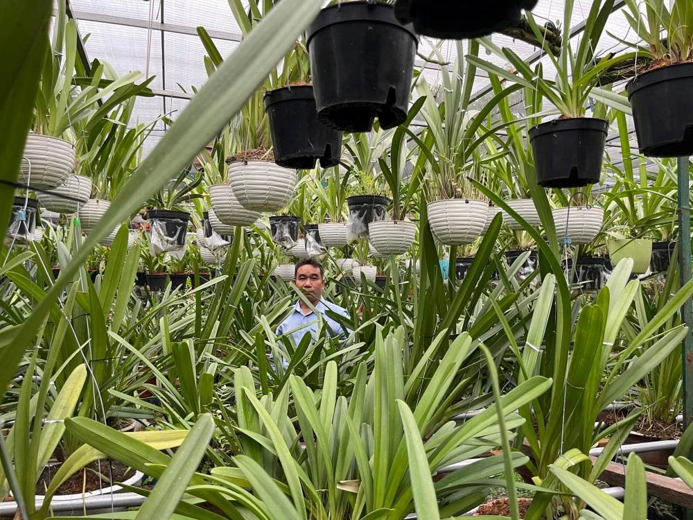 Tủ Sấy Dược Liệu Bằng Năng Lượng Mặt Trời - Ảnh 3