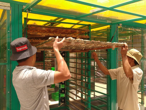 Máy Sấy Cá Lóc Bằng Năng Lượng Mặt Trời