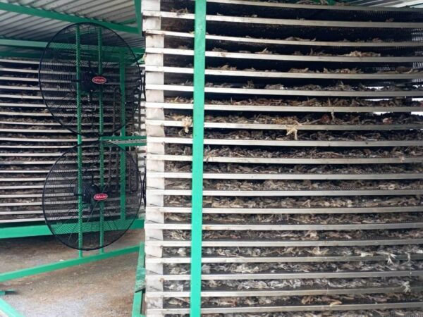 Máy Sấy Khô Cá, Bột Cá Ứng Dụng Năng Lượng Mặt Trời - Công Suất 900kg